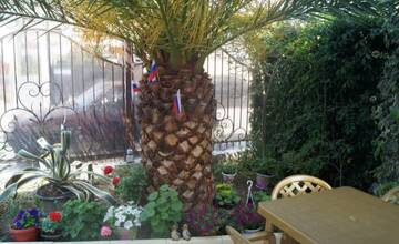 Фото номера Номер &quot;Стандарт&quot; Гостиница Guest House Magnolia г. Адлер 8