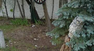 Фото номера Двухместный номер с 1 кроватью и видом на сад Гостиница Гостевой Дом Альпик г. Адлер 5